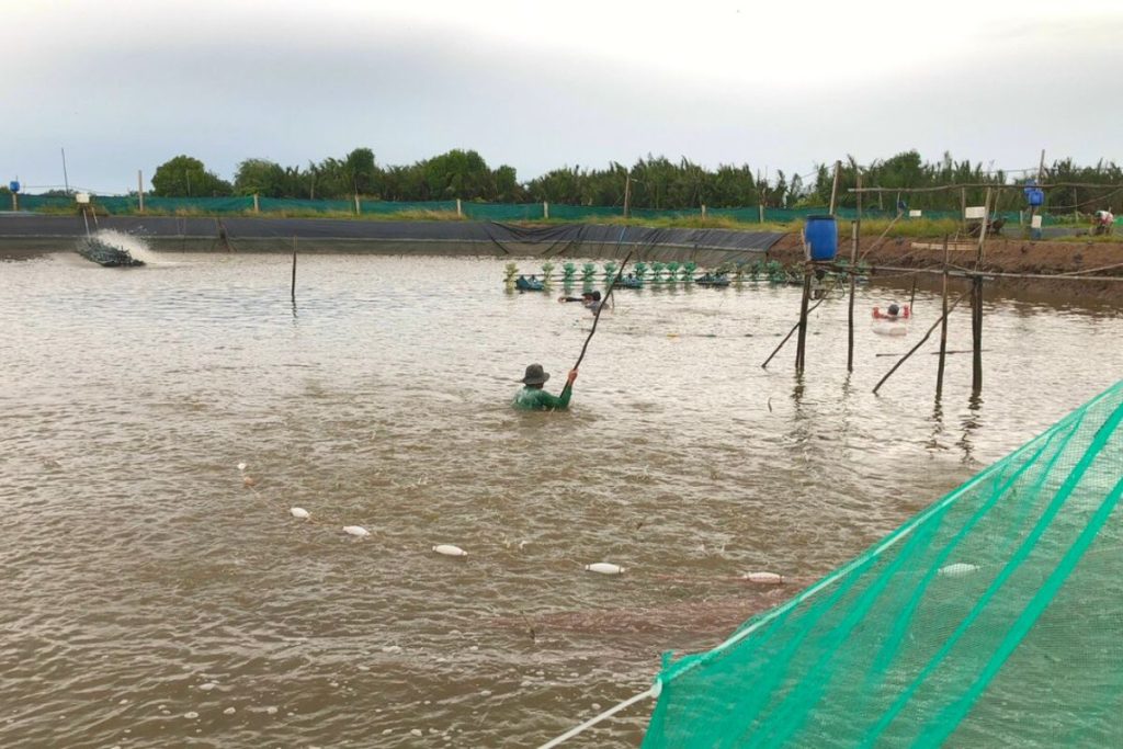 Giải pháp nuôi trồng thủy sản mùa mưa bão an toàn