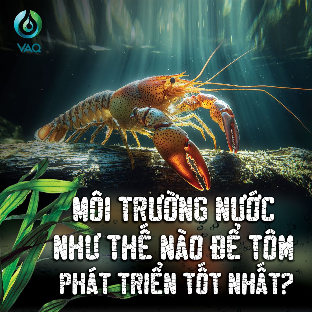 Môi trường nước lý tưởng cho tôm sinh trưởng