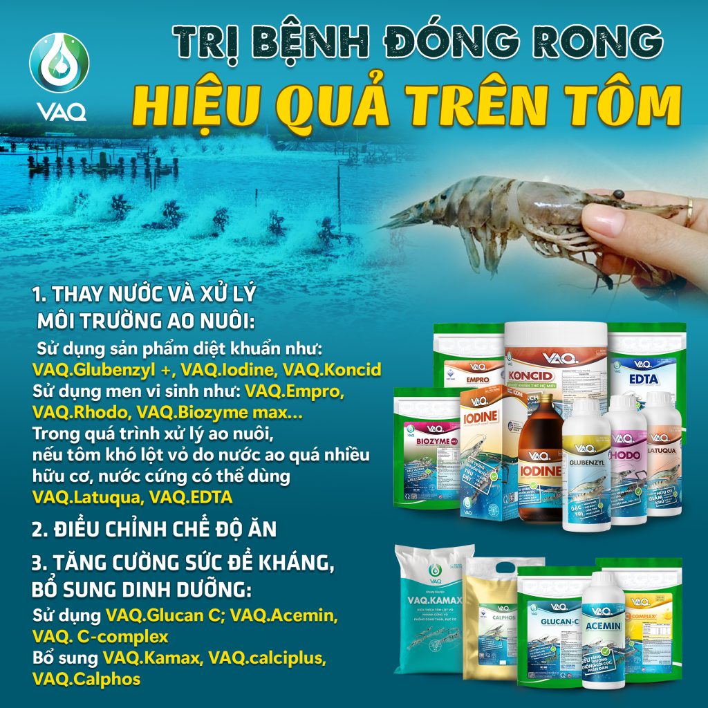 Cách ngăn chặn và xử lý hiện tượng đóng rong trên tôm