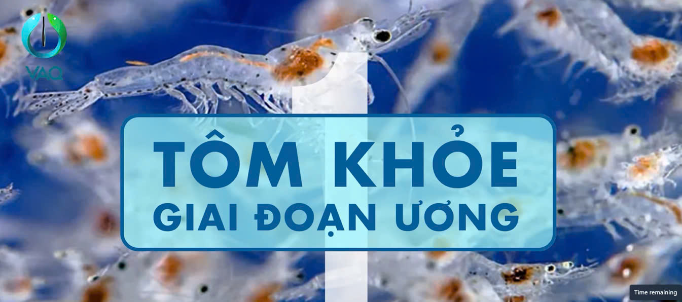 BỘ GIẢI PHÁP ƯƠNG TÔM VAQ 3+2 TỐI ƯU CHO VỤ MÙA
