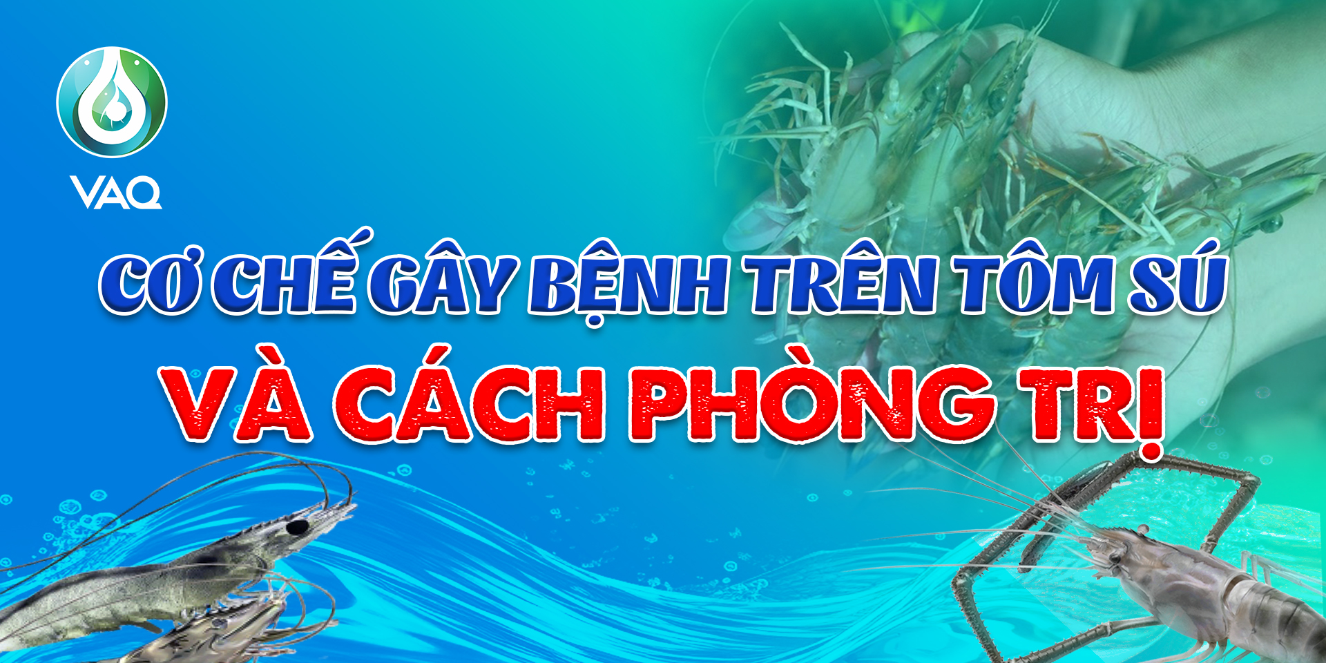CƠ CHẾ GÂY BỆNH THƯỜNG GẶP TRÊN TÔM SÚ VÀ CÁCH PHÒNG TRỊ