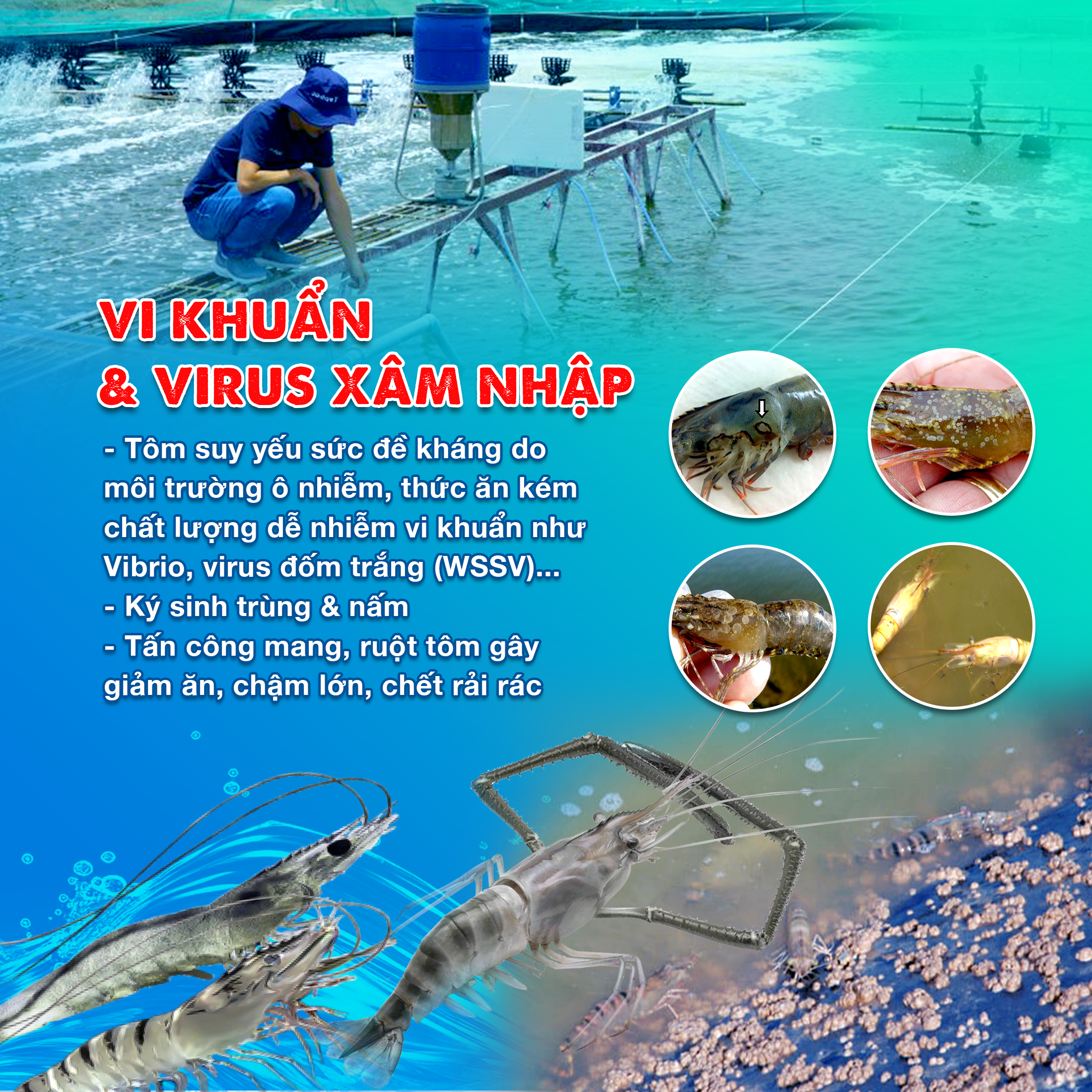 CƠ CHẾ GÂY BỆNH THƯỜNG GẶP TRÊN TÔM SÚ VÀ CÁCH PHÒNG TRỊ