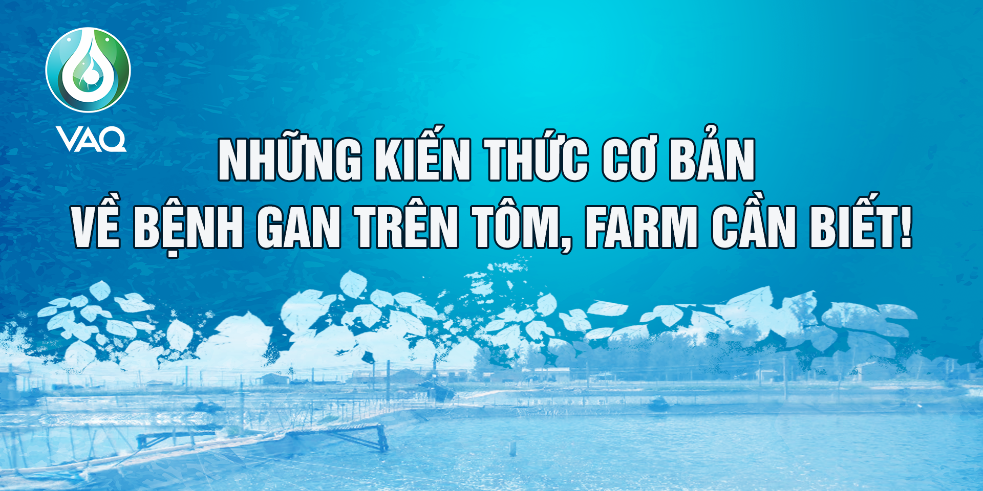 NHỮNG KIẾN THỨC CƠ BẢN VỀ BỆNH GAN TRÊN TÔM, FARM CẦN BIẾT!