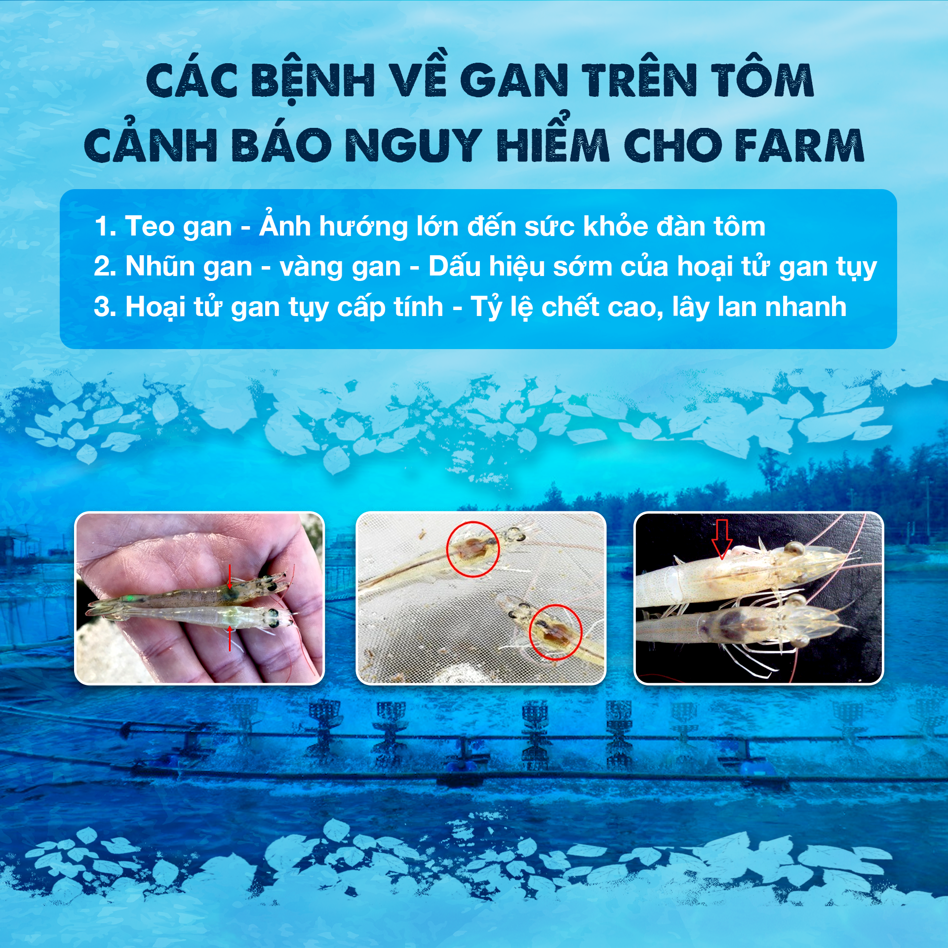 NHỮNG KIẾN THỨC CƠ BẢN VỀ BỆNH GAN TRÊN TÔM, FARM CẦN BIẾT!