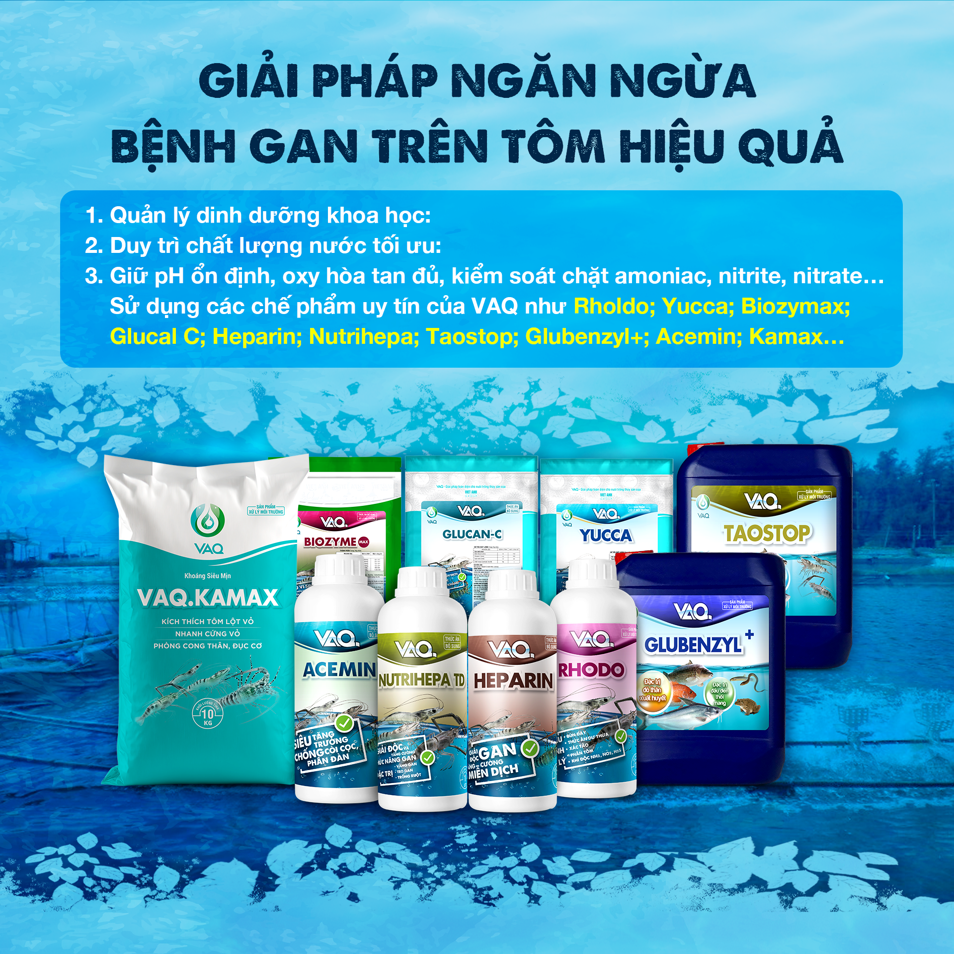 NHỮNG KIẾN THỨC CƠ BẢN VỀ BỆNH GAN TRÊN TÔM, FARM CẦN BIẾT!