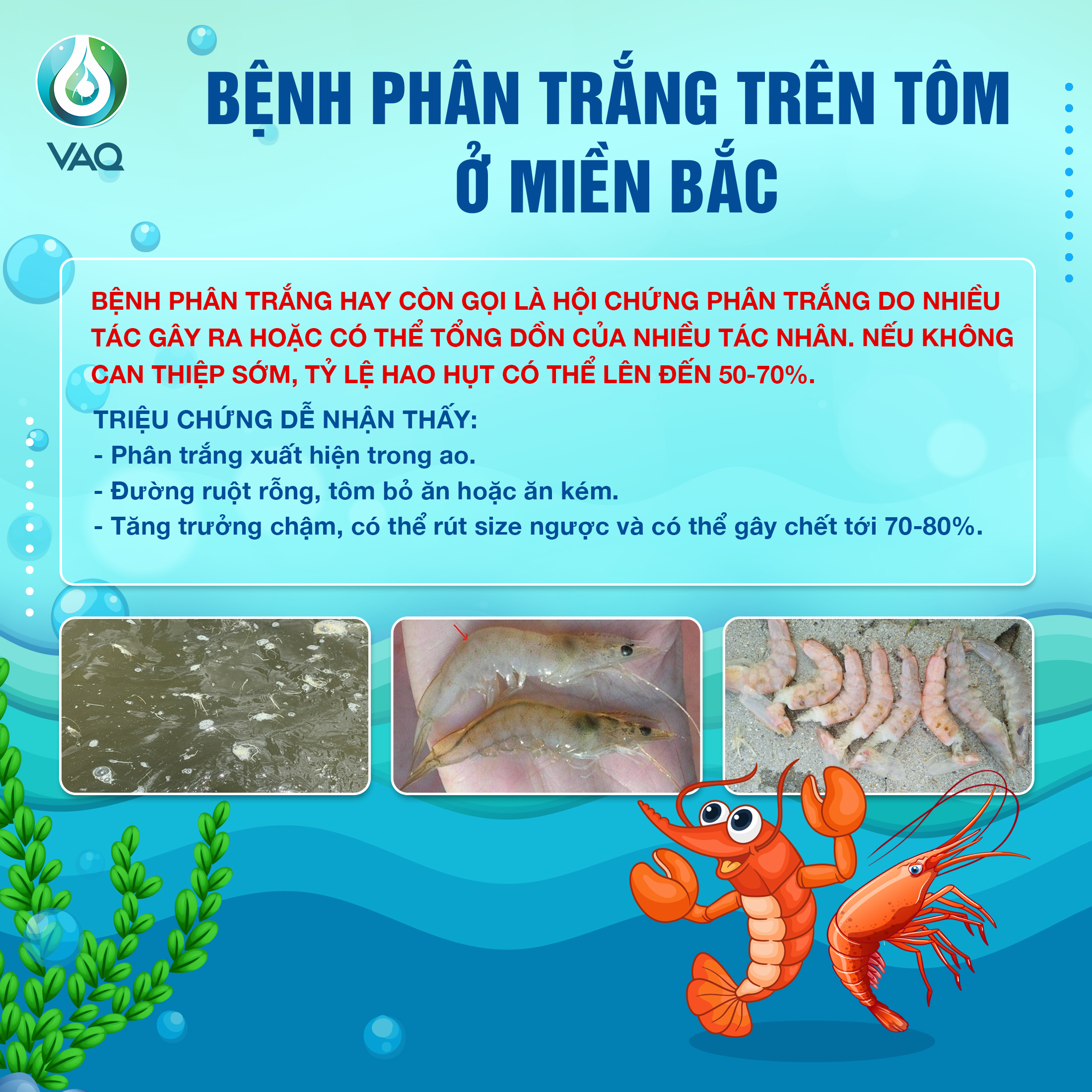 Bệnh phân trắng trên tôm và phương án xử lý