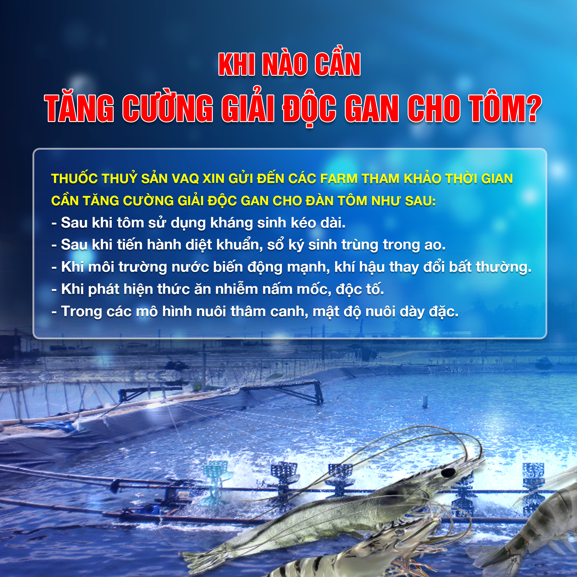 LỢI ÍCH KHI TĂNG CƯỜNG GIẢI ĐỘC GAN, NÂNG CAO HIỆU QUẢ NUÔI TÔM