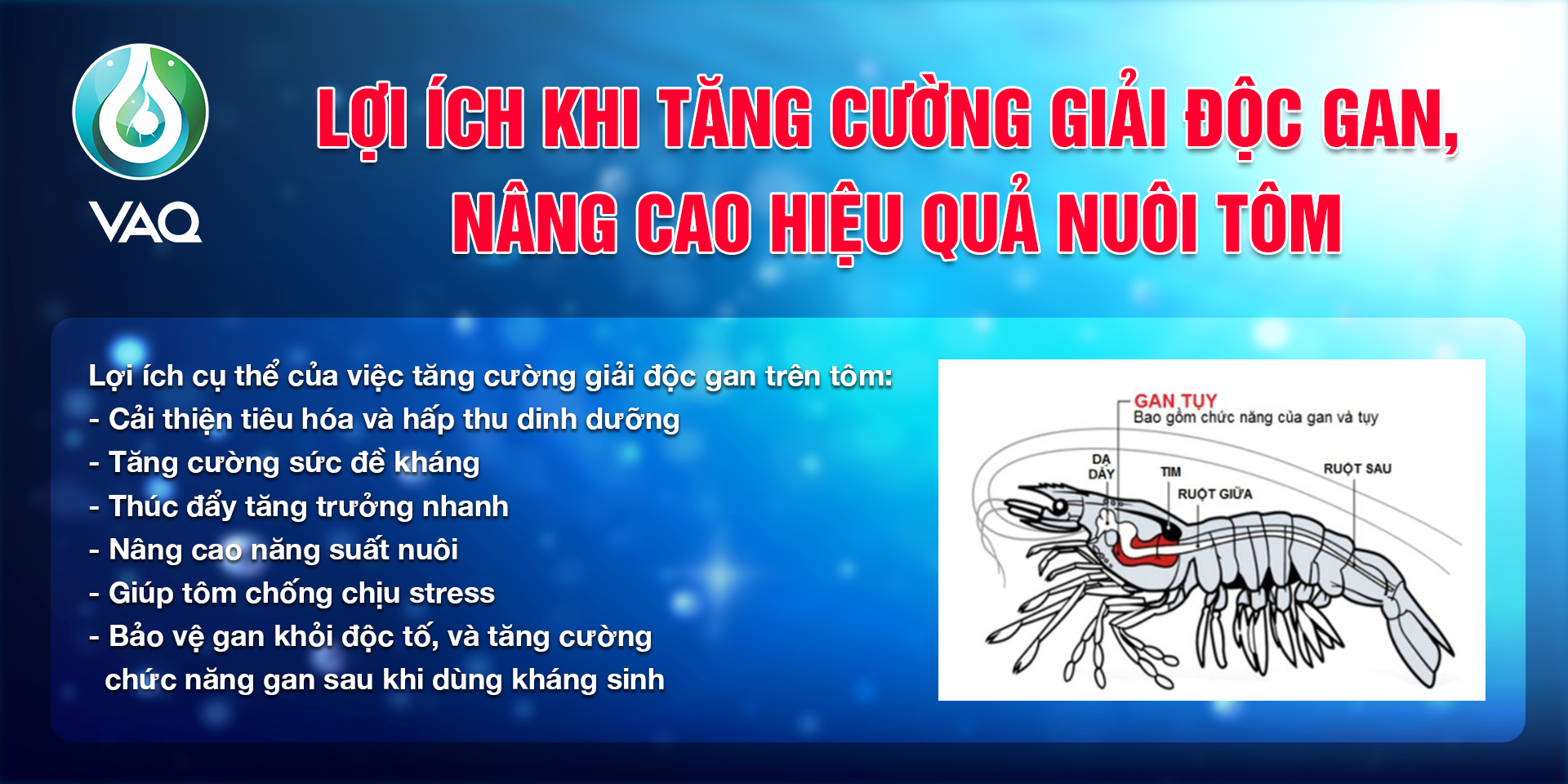 LỢI ÍCH KHI TĂNG CƯỜNG GIẢI ĐỘC GAN, NÂNG CAO HIỆU QUẢ NUÔI TÔM