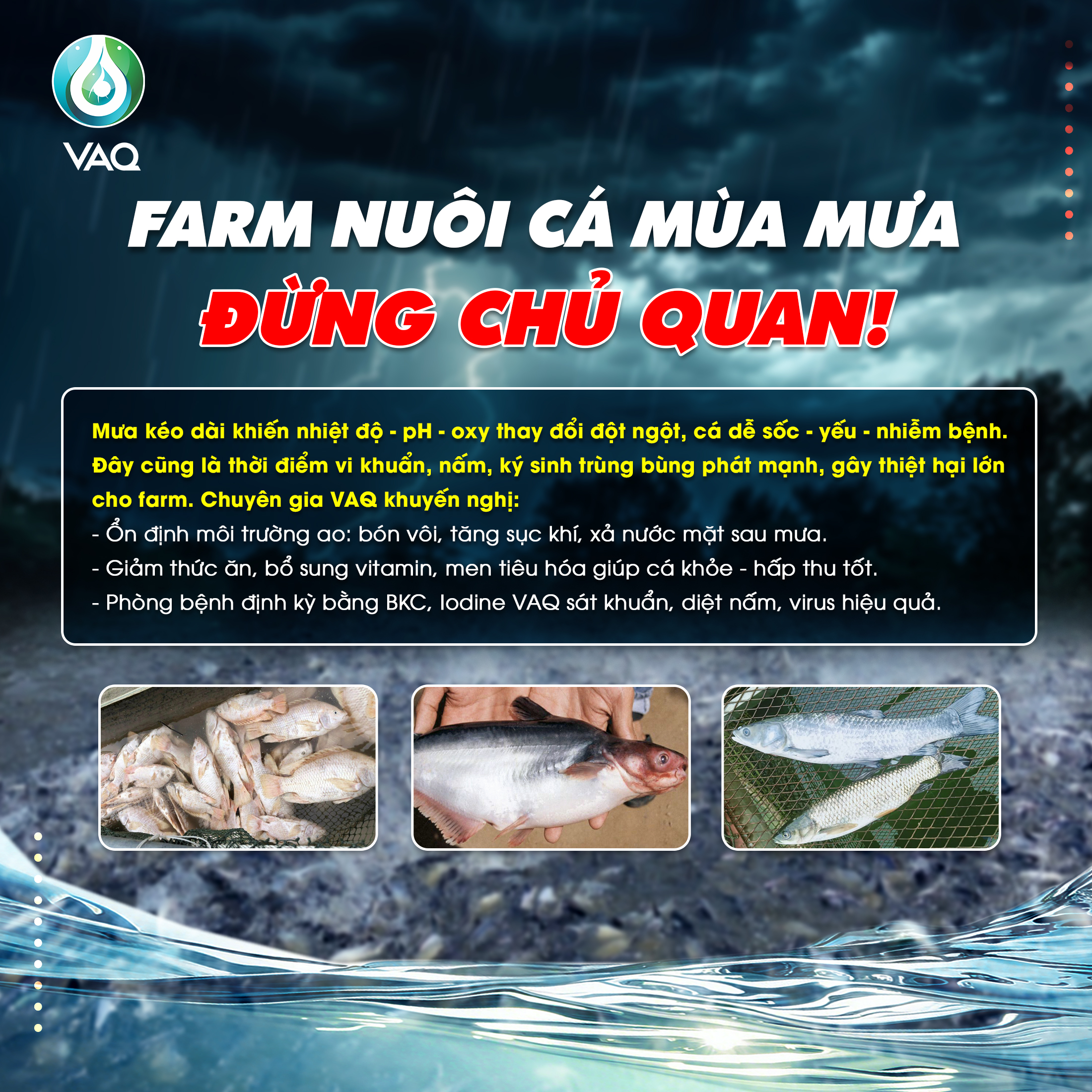VÌ SAO CẦN NÂNG CAO SỨC KHỎE ĐÀN CÁ TRONG MÙA MƯA?