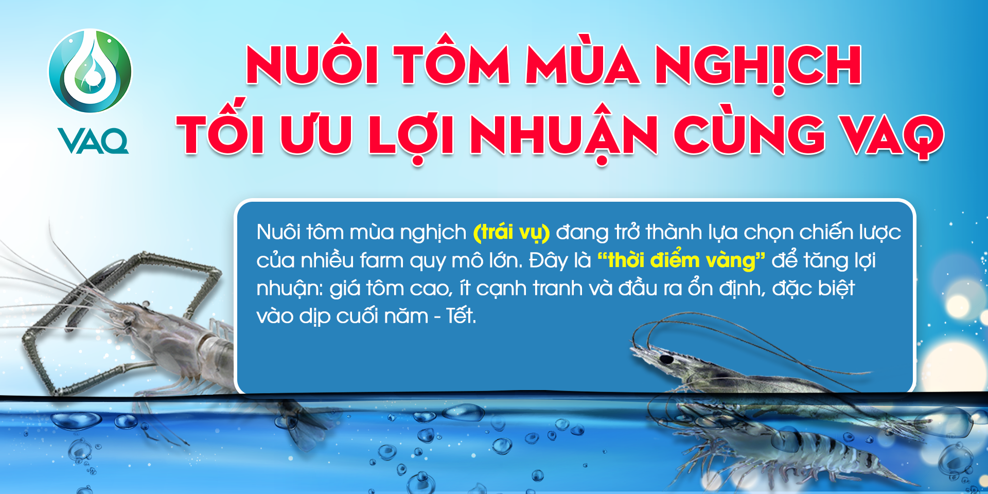 NUÔI TÔM MÙA NGHỊCH – CƠ HỘI TĂNG LỢI NHUẬN VỚI VAQ