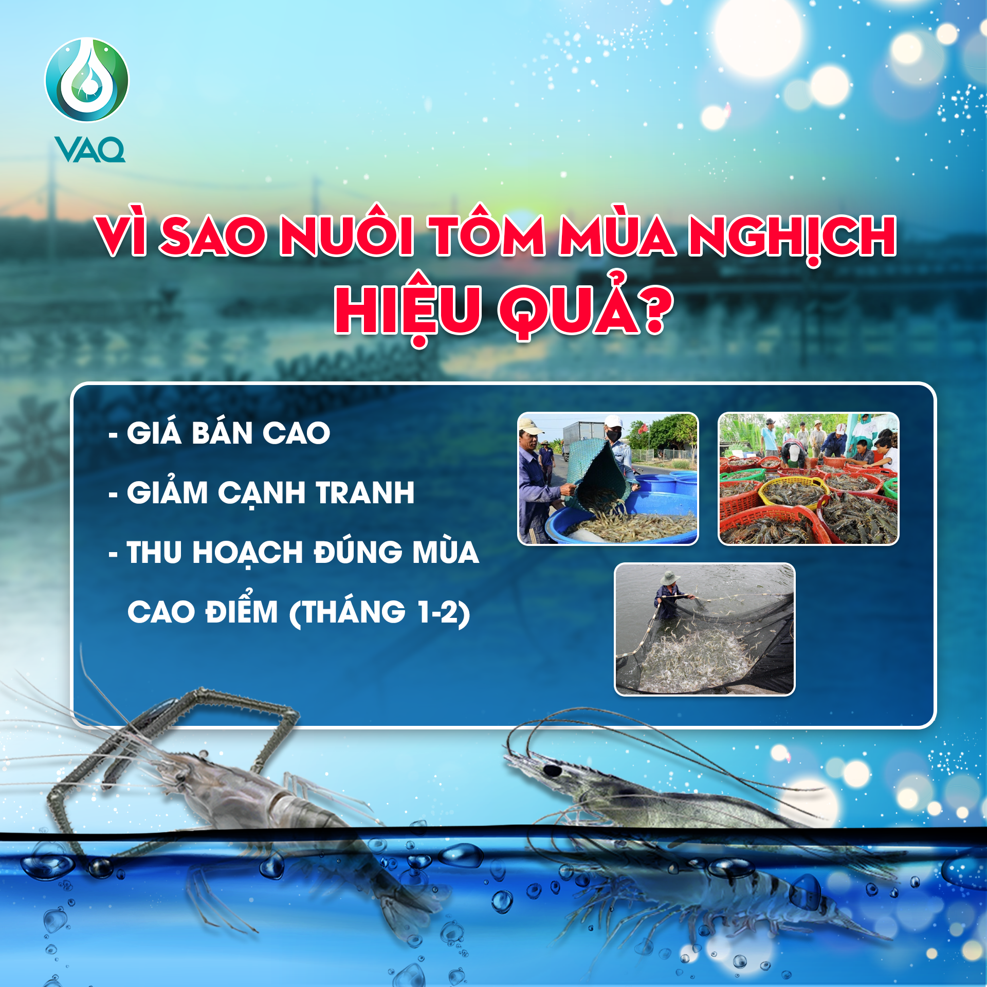 NUÔI TÔM MÙA NGHỊCH – CƠ HỘI TĂNG LỢI NHUẬN VỚI VAQ