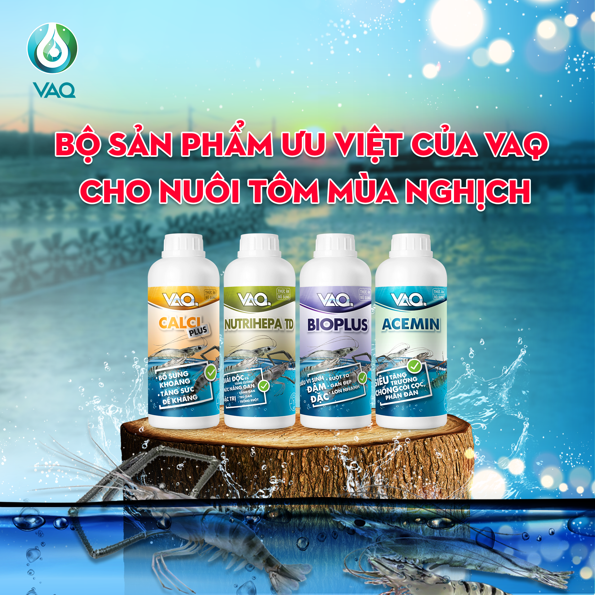 NUÔI TÔM MÙA NGHỊCH – CƠ HỘI TĂNG LỢI NHUẬN VỚI VAQ