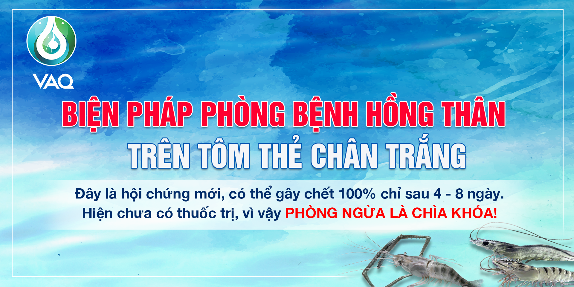 Bệnh hồng thân đốm trắng trên tôm bùng phát vào thời điểm nào?