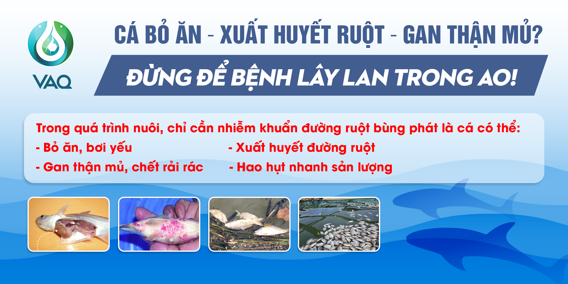 Tìm hiểu về bệnh nhiễm trùng đường ruột trên cá và giải pháp kiểm soát hiệu quả