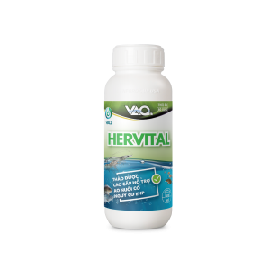 VAQ.HERVITAL