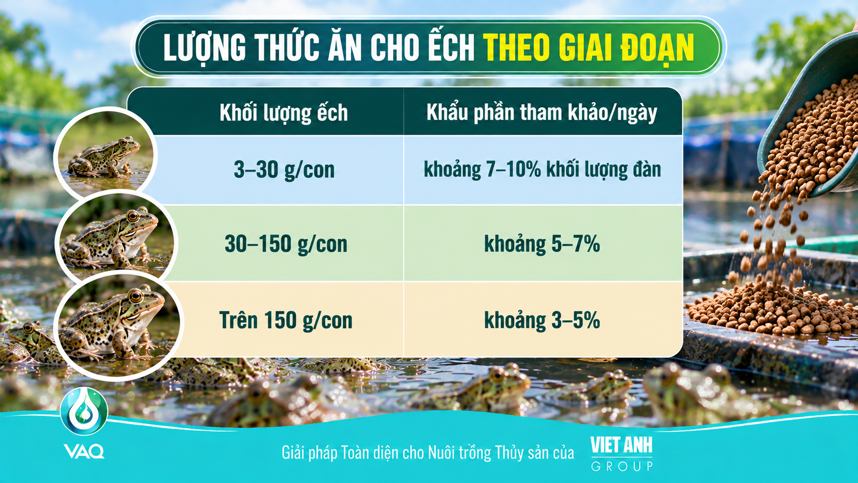 Khẩu phần cho ếch theo giai đoạn